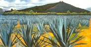 Agaves tequileros