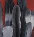 Pájaros negros